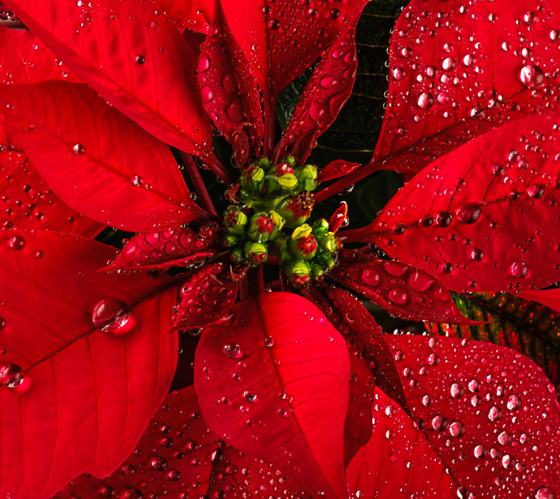 Poinsettia aube lumière