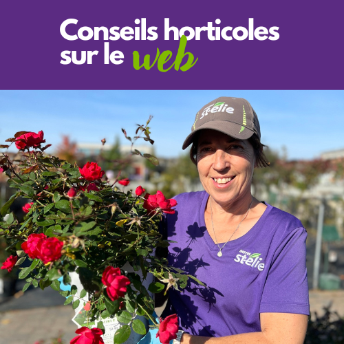 Conseil horticoles sur le web