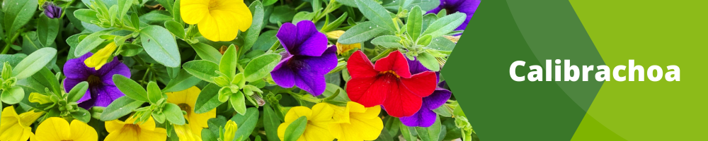 Calibrachoa