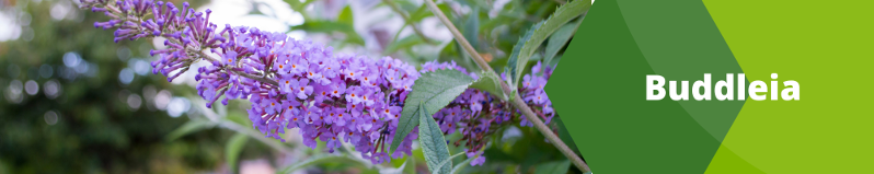 Buddleia