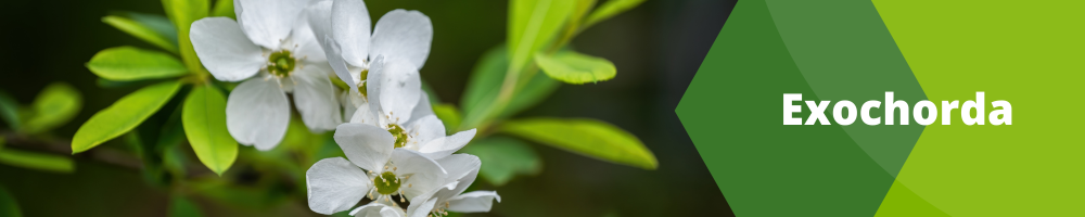 Exochorda