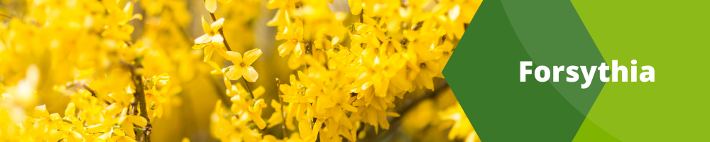 Forsythia