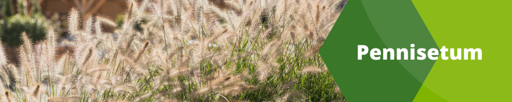 Pennisetum