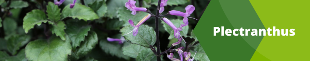 Plectranthus