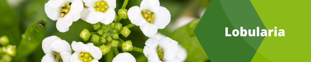 Lobularia