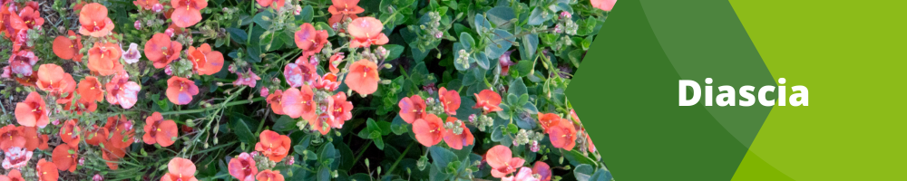 Diascia