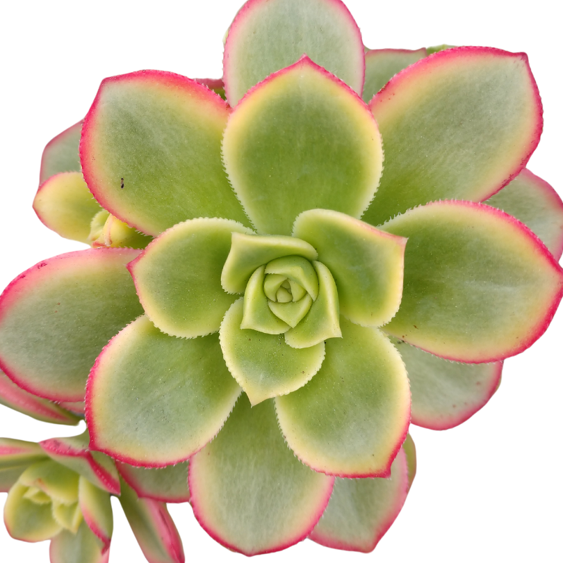 Aeonium kiwi