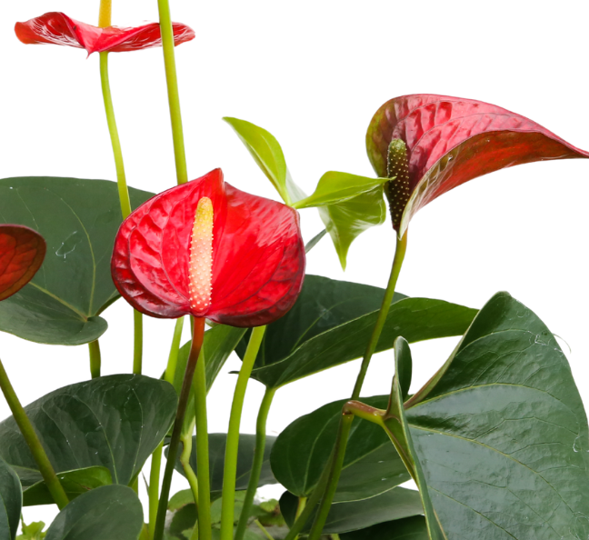 Anthurium