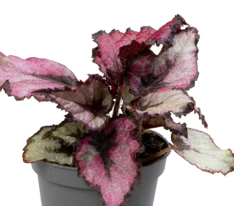 Begonia rex