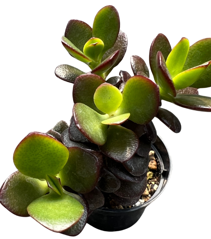 Crassula