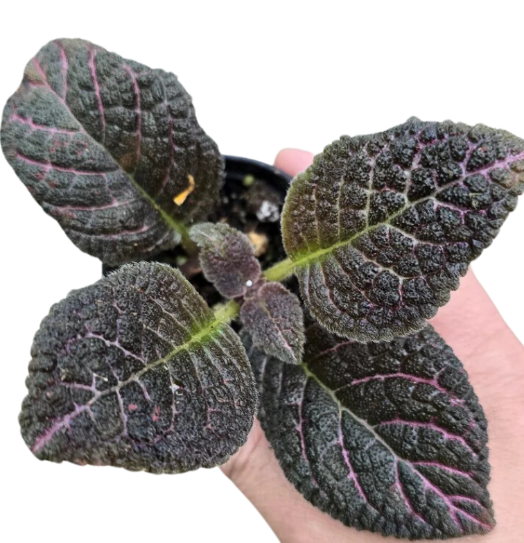 Episcia cupreata copper