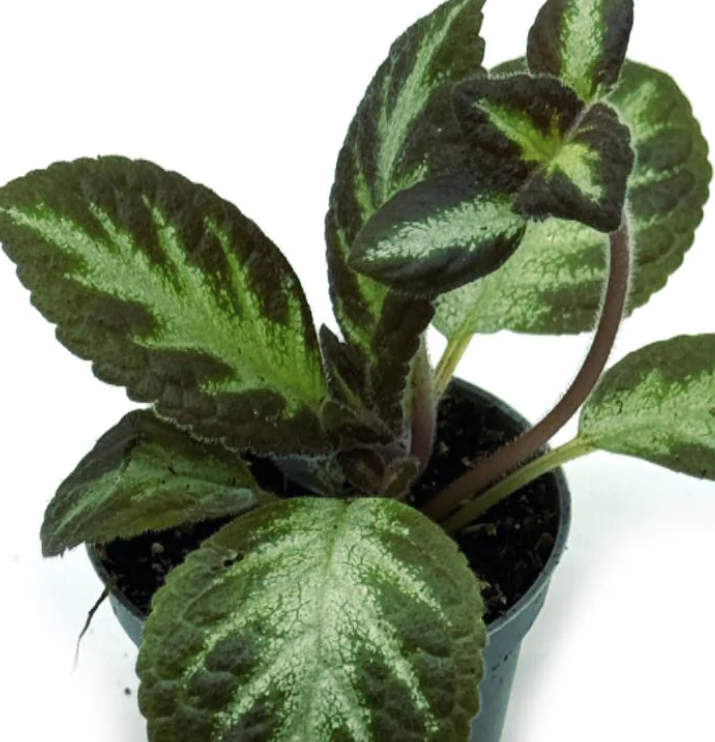 Episcia cuptreata silver