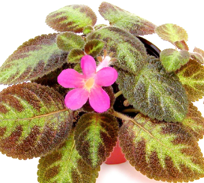 Episcia pink panther