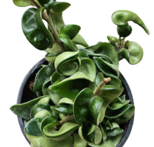 hoya compacta