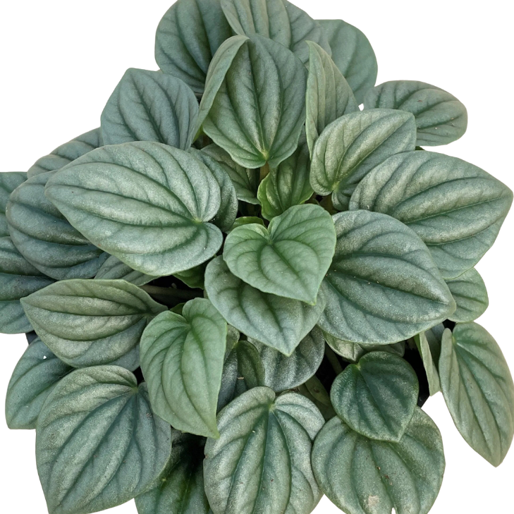 Peperomia frost