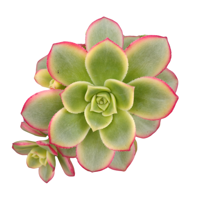 Aeonium Kiwi