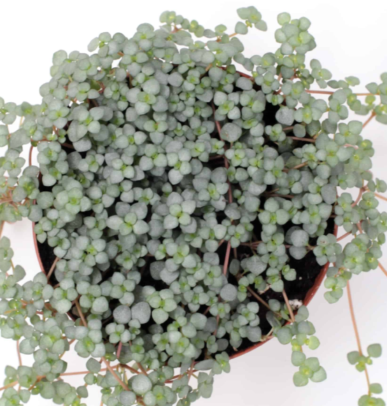 Pilea aquamarine