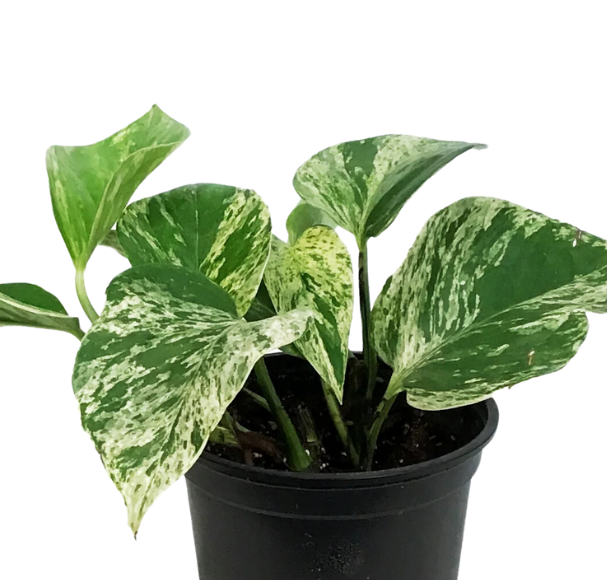 pothos marble queen