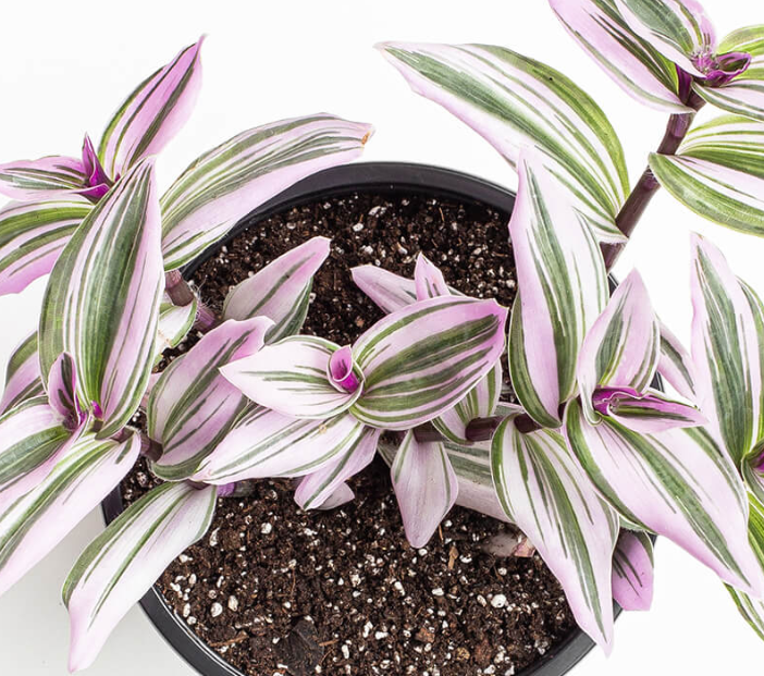 tradescantia nanouk