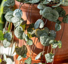 Ceropegia variegata