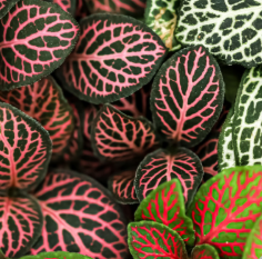 Fittonia