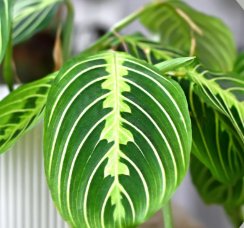 maranta lemon lime