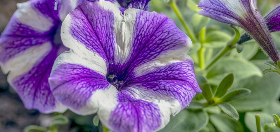 Pétunia mauve_Fleurs annuelles