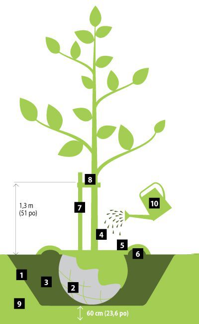 Etapes de plantation d'arbre