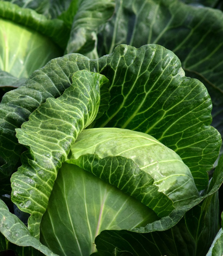 Potager_choux Potager_choux