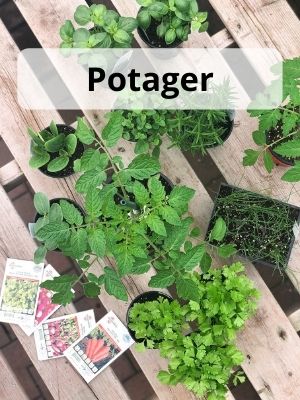 Boutique en ligne _ Potager _ Légumes et semences