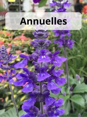 Boutique en ligne _ Fleurs annuelles