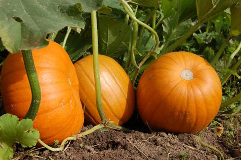 Potager_citrouille Potager_citrouille