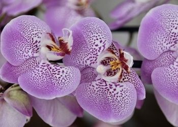 Plantes verte d'intérieur _ Orchidées _ Les mains vertes