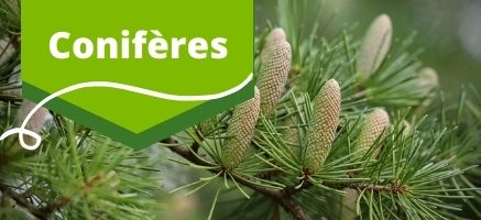 Boutique en ligne _ Produit _ végétaux _ Conifère