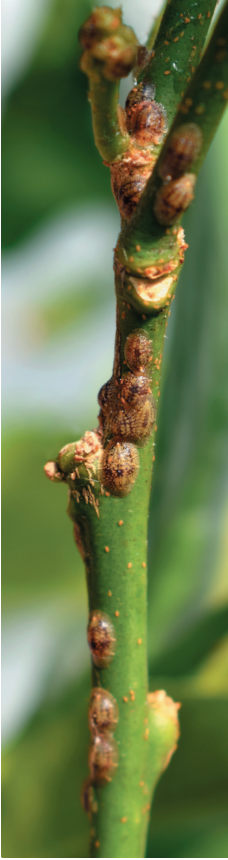 Blogue_Cochenille à bouclier_Insectes ravageurs Blogue_Cochenille à bouclier_Insectes ravageurs