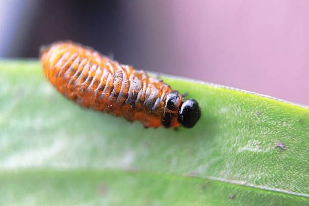 Blogue_Insectes_Criocère du lys_Larves_Pépinière_Vivaces