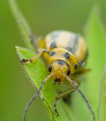 Blogue_Insecte_Ravageur_Chrysomèle rayé du concombre_Potager Blogue_Insecte_Ravageur_Chrysomèle rayé du concombre_Potager