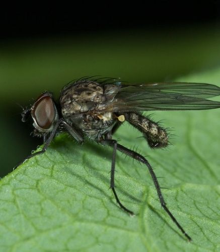 Blogue_Insectes_ Larves_Mouche de l'oignon_Potager Blogue_Insectes_ Larves_Mouche de l'oignon_Potager