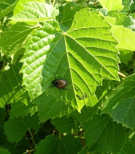 Blogue_Insectes_Scarabées Japonais_Nuisible_ravageur_Jardin_Plates bandes