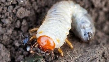 Blogue_Insectes_Scarabées Japonais_Nuisible_ravageur_Jardin_Plates bandes