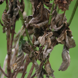 Activité_ Enlever les feuilles mortes