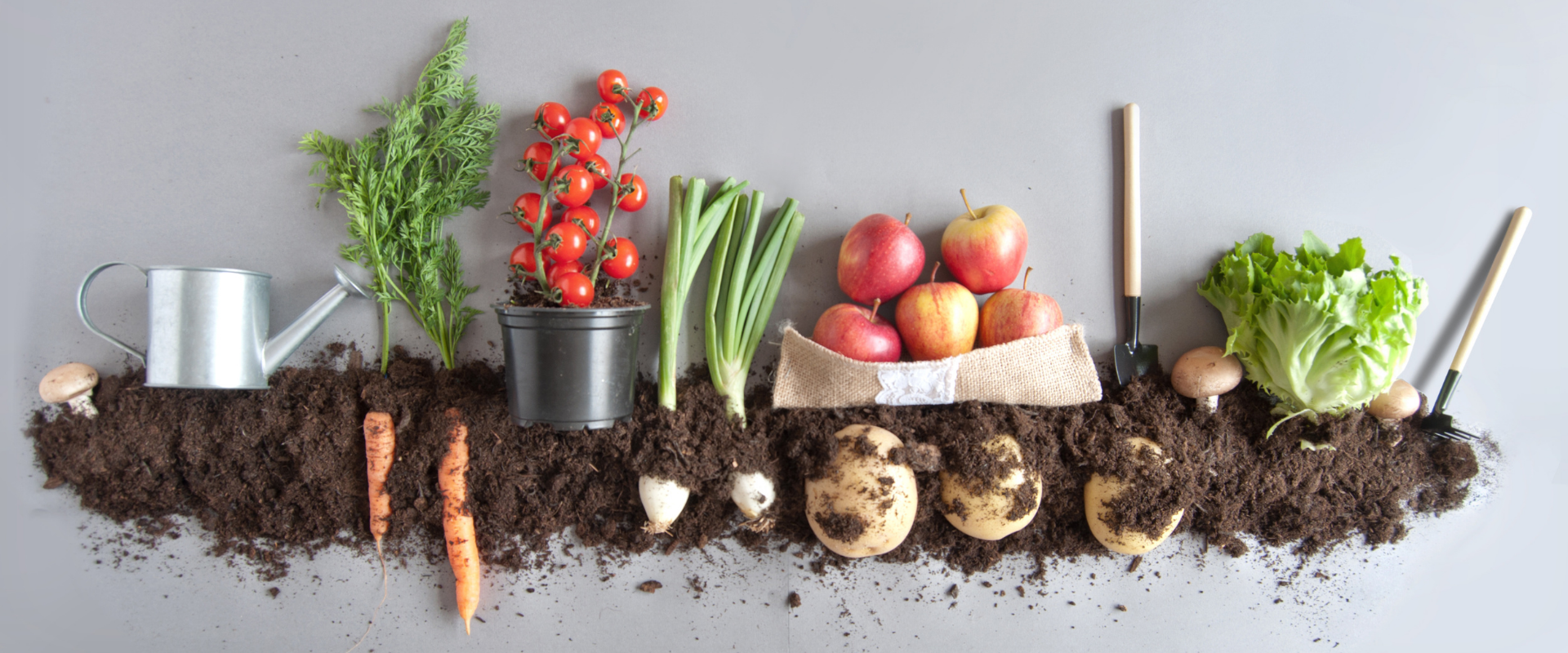 Activité à faire avec les enfants au jardin