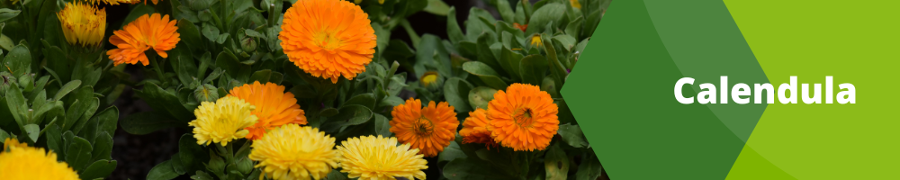 Calendula