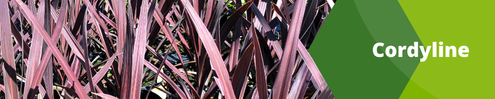 Cordyline