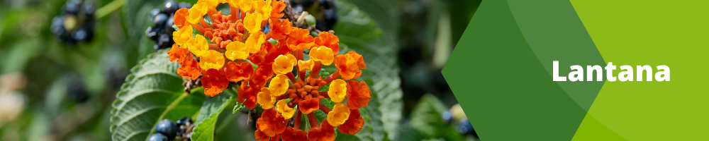 Lantana