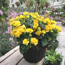 [JARDIBEGORIEGJAUN10] Jardinière 10" bégonia rieger jaune 