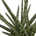 Sansevieria Starfish