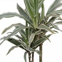 Dracaena warnekii cane