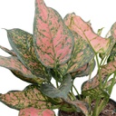 Aglaonema red valentine