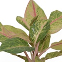 Aglaonema